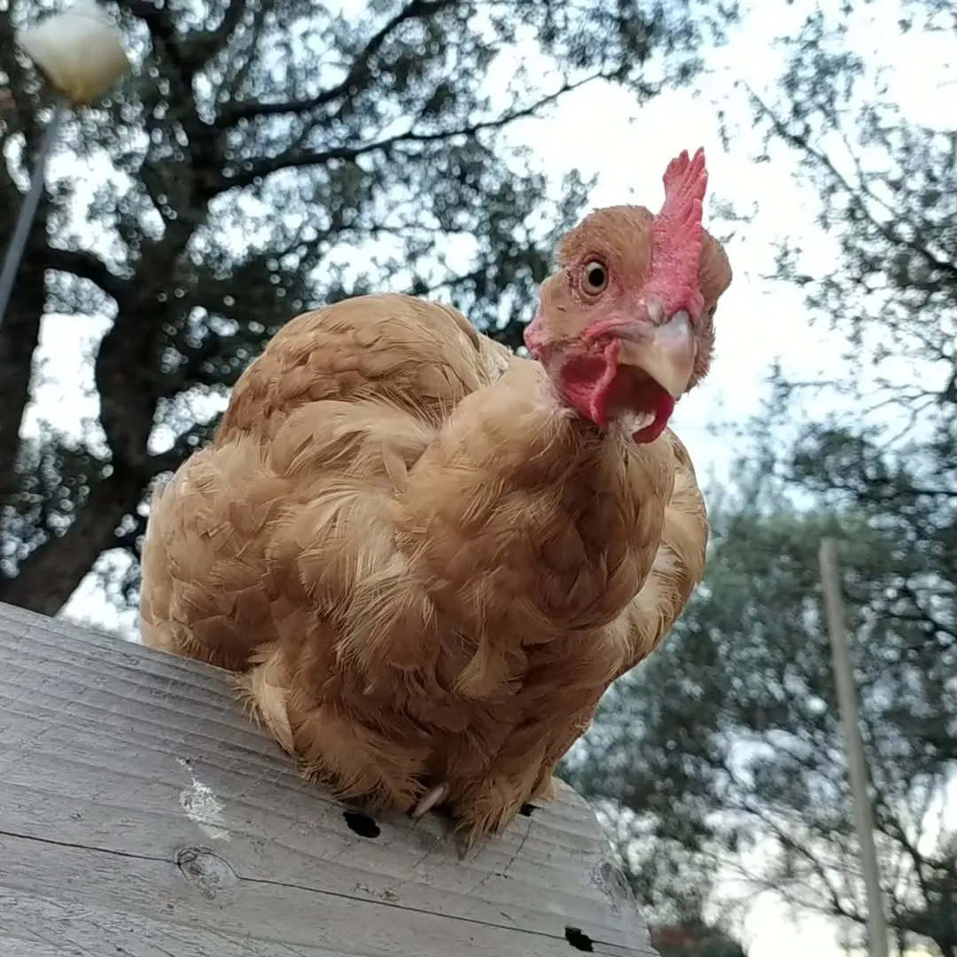 Une poule rousse perchée sur une planche, sous les arbres de la ferme